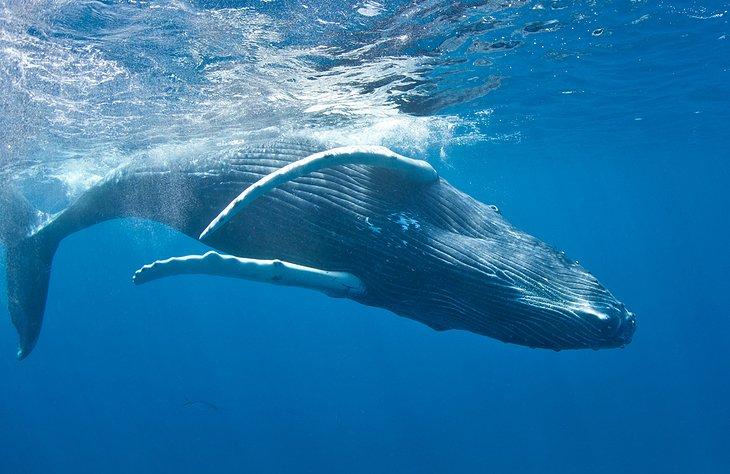 Ballena jorobada