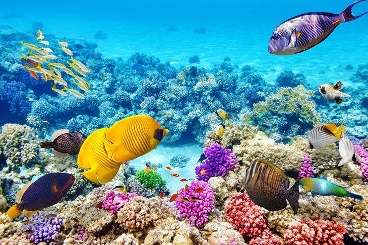 Peces coloridos y coral en la Gran Barrera de Coral