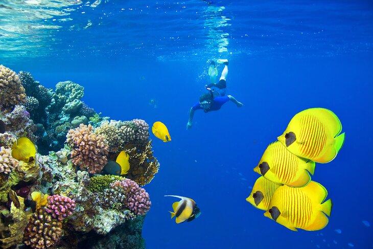 Buceo con peces coloridos en Sharm El Sheikh