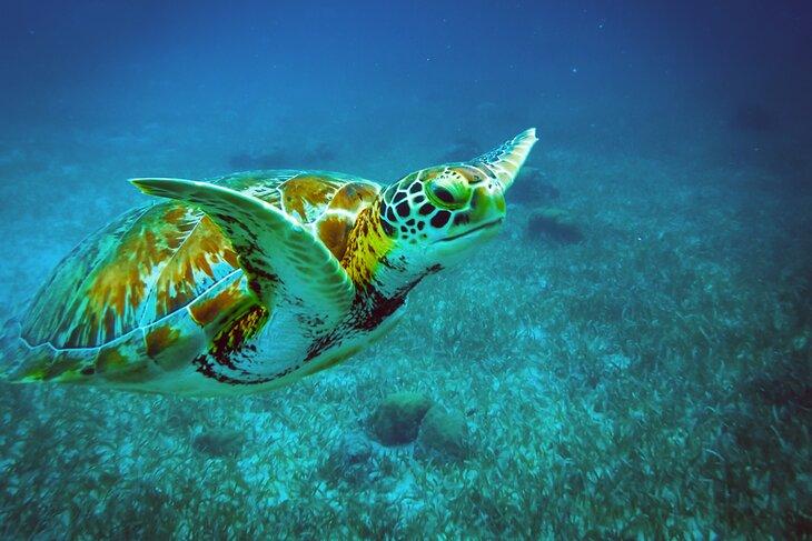 Tortuga marina nadando en Ambergris Caye