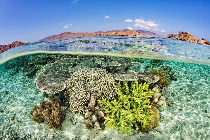 Arrecife de coral en el Parque Nacional de Komodo