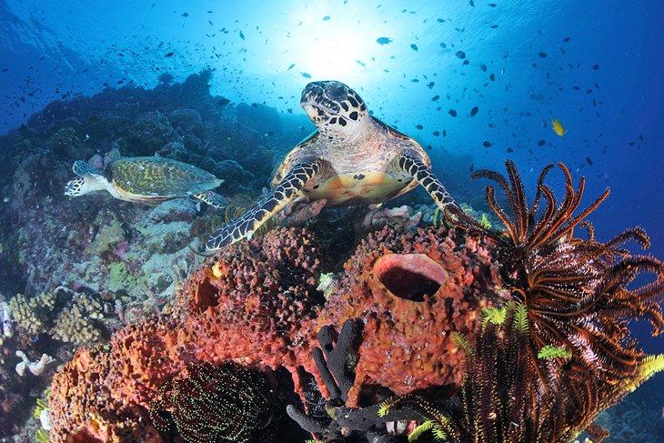 Tortugas marinas en Madang