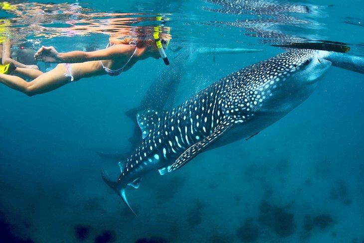 Buceo con tiburones ballena en la Bahía de Donsol