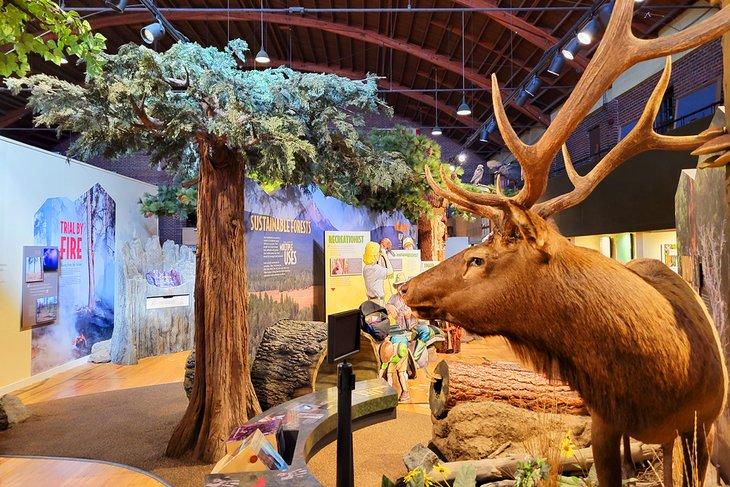 Alces en el Museo del Condado de Klamath