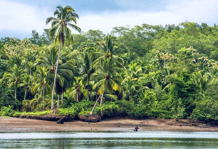 Jungle derrière la plage à San Lorenzo, Équateur