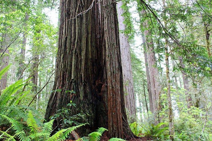 Caminata en el Bosque Lady Bird Johnson