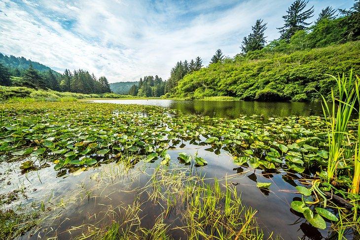 Sendero Yurok Loop