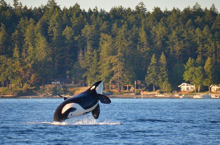 Orca saliendo del agua en las Islas San Juan