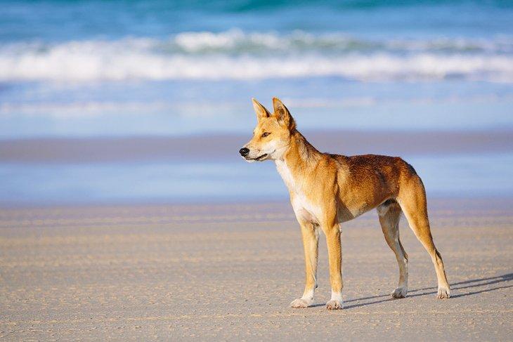 Dingo en la playa