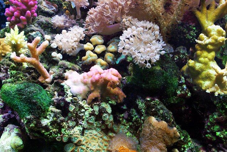 Acuario Birch