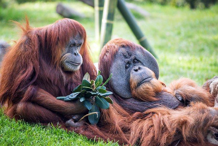 Zoológico de San Diego