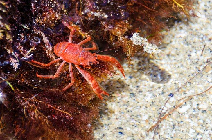 Cangrejo rojo en una piscina de mareas de La Jolla