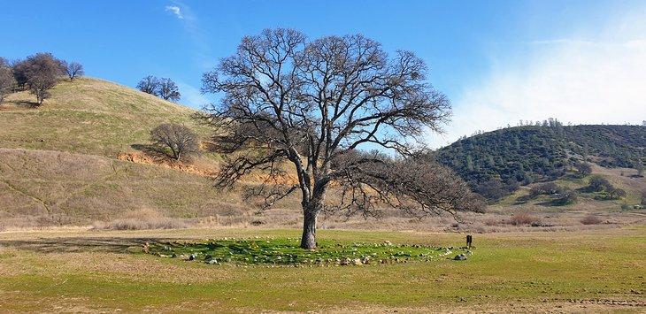 Grand arbre aux Wilbur Hot Springs