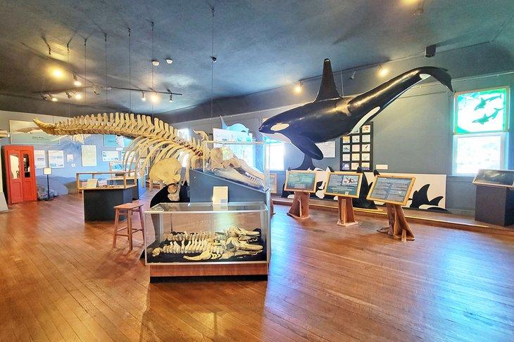 El Museo de la Ballena