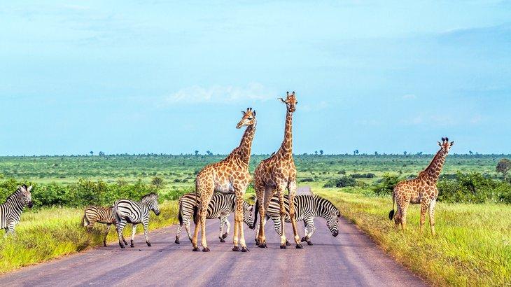 Giraffen und Zebras im Kruger-Nationalpark, Südafrika