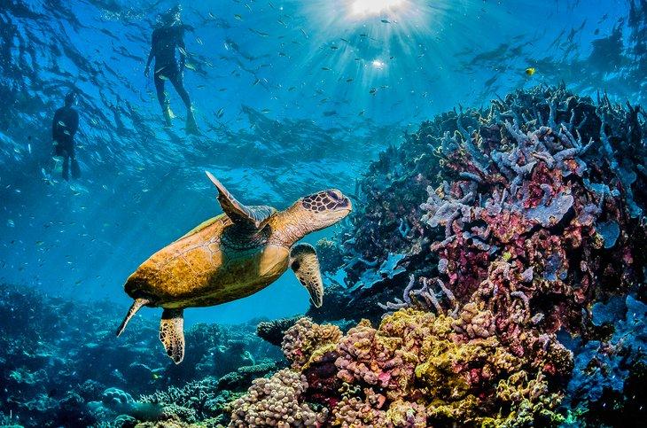 Schildkröte und Taucher am Great Barrier Reef Australiens