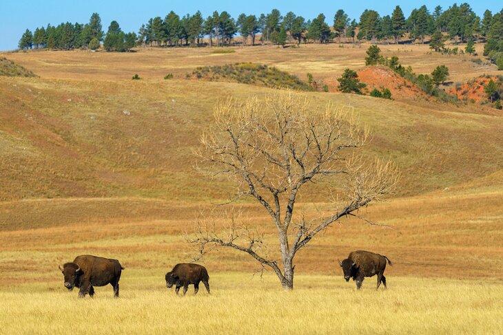 Bisonte en el Parque Nacional Wind Cave