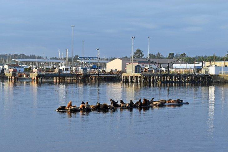 Leones marinos en el Puerto de Crescent City