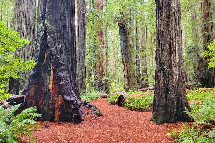 Sequoias costeras