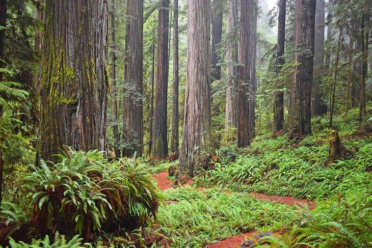 Parque Estatal Jedediah Smith Redwoods