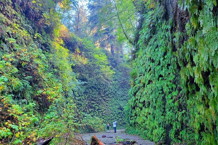 Cañón de helechos, Parque Estatal Prairie Creek Redwoods