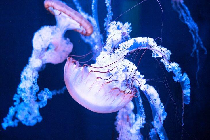 Medusas en el Acuario de Branson