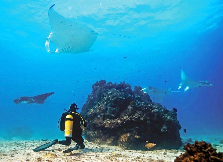 Buceando con mantarrayas en la Isla Lady Elliot