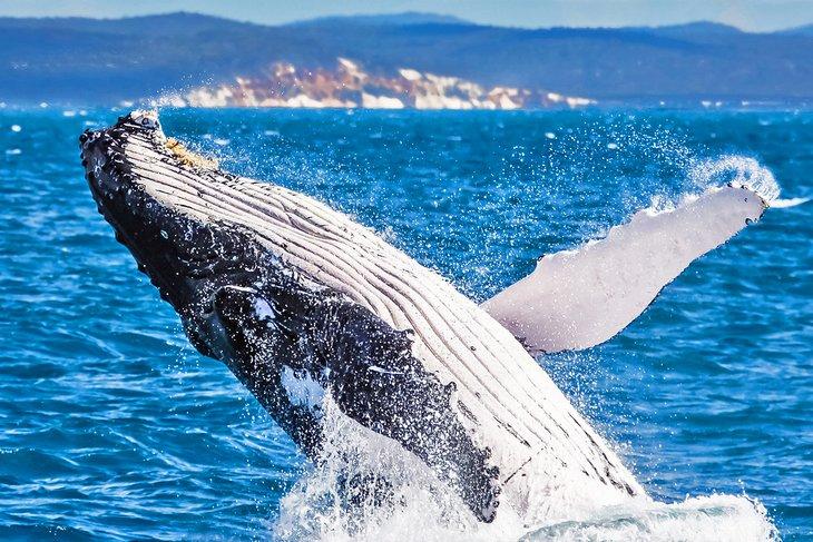 Ballena jorobada saltando en Hervey Bay
