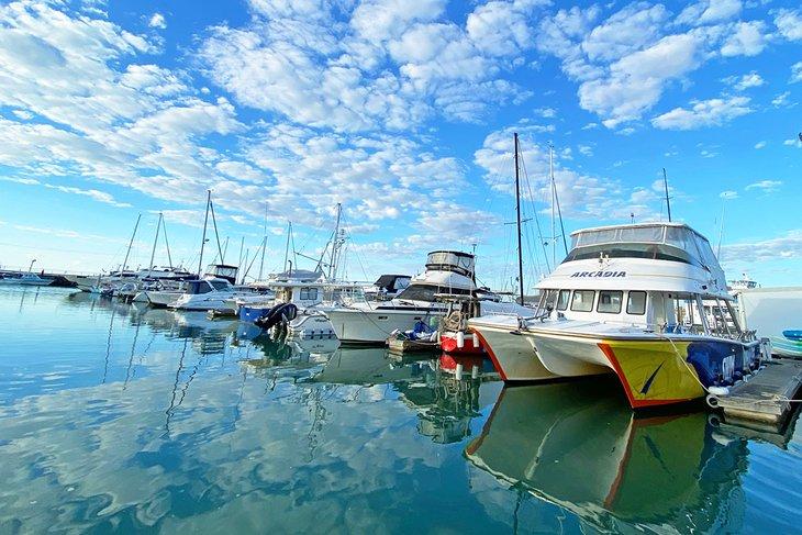 Los viajes de avistamiento de ballenas de Hervey Bay zarpan desde Great Sandy Straits Marina.