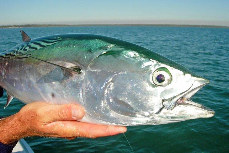 Atún capturado en Hervey Bay