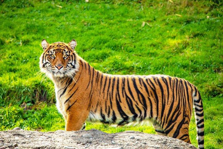 Tigre de Sumatra au Zoo & Aquarium Point Defiance