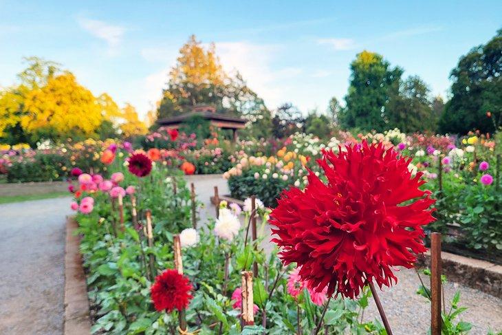 Fleurs au Parc Point Defiance