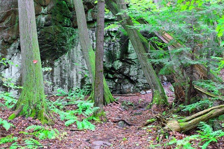 Sendero del Lago de los Bosques