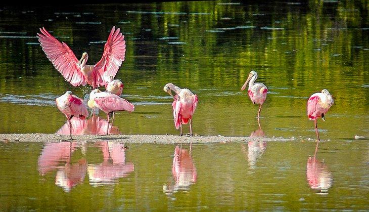 Rosaflamingos im JN Ding Darling National Wildlife Preserve