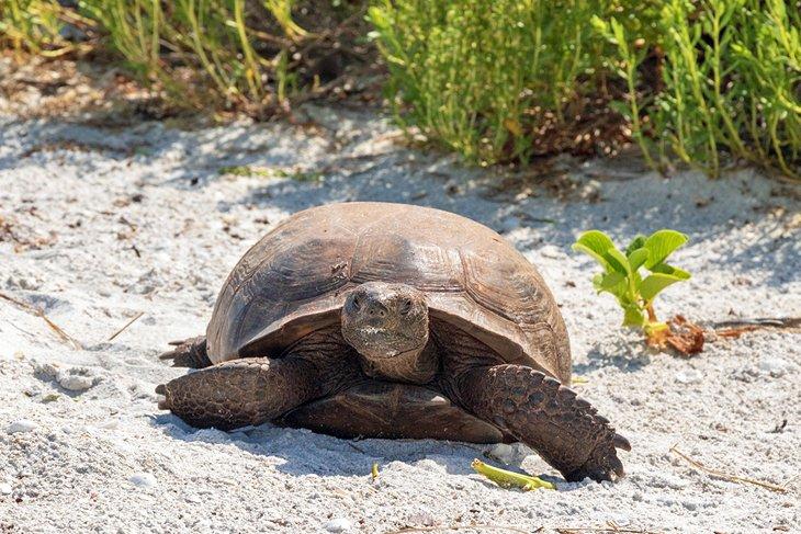 Schildkröte