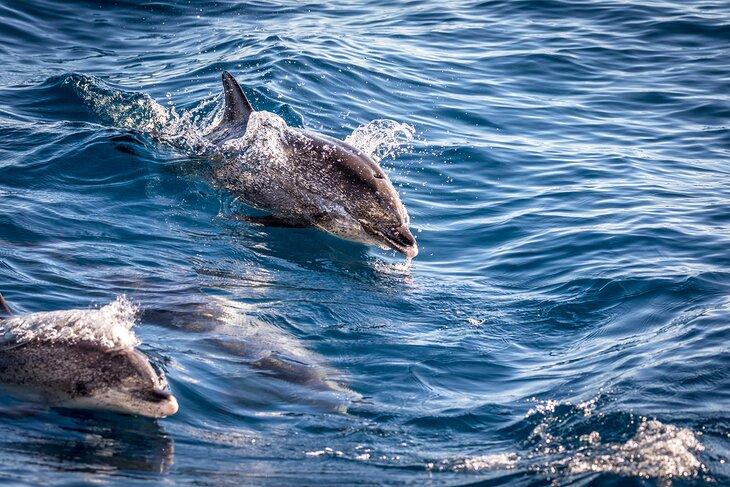 Delfines cerca de Gran Canaria