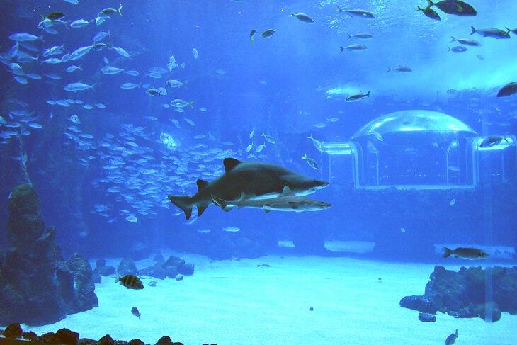 Acuario Poema del Mar