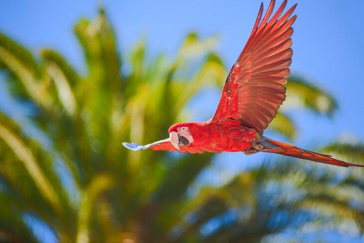 Guacamayo en un espectáculo de aves en Palmitos Park, Gran Canaria