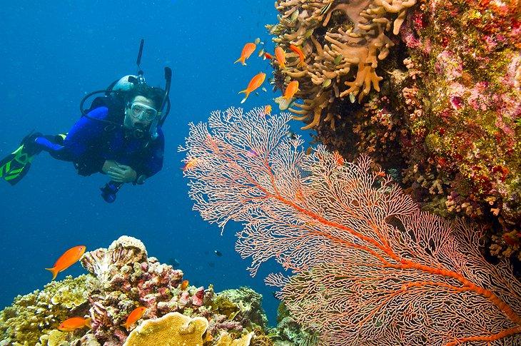 Excursiones a la Gran Barrera de Coral