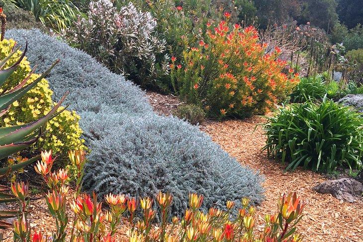 Botanischer Garten der Blue Mountains