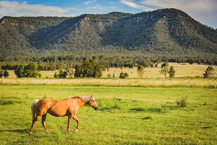 Ein Pferd im Upper Hunter Valley