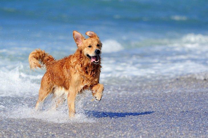 Perro disfrutando de la playa
