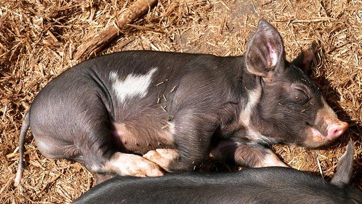 Un cerdito en la granja histórica Slate Run