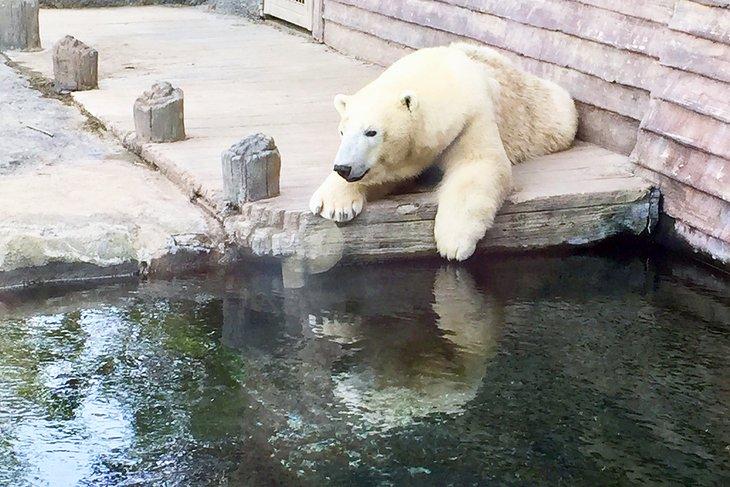 Oso polar en el Zoológico de Columbus