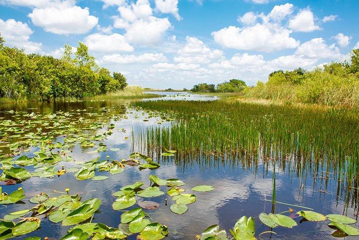 Parque Nacional de los Everglades
