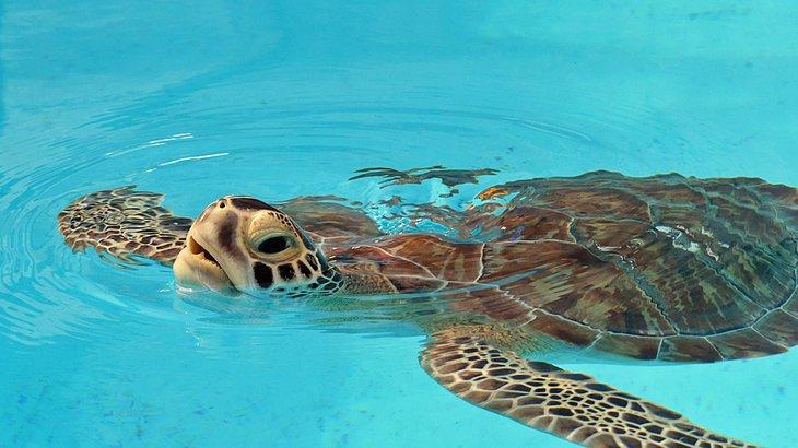 Tortuga rehabilitada en el Hospital de Tortugas en Marathon