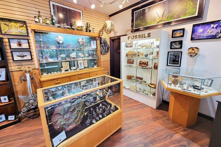 Tienda de productos fósiles prehistóricos en Lincoln City