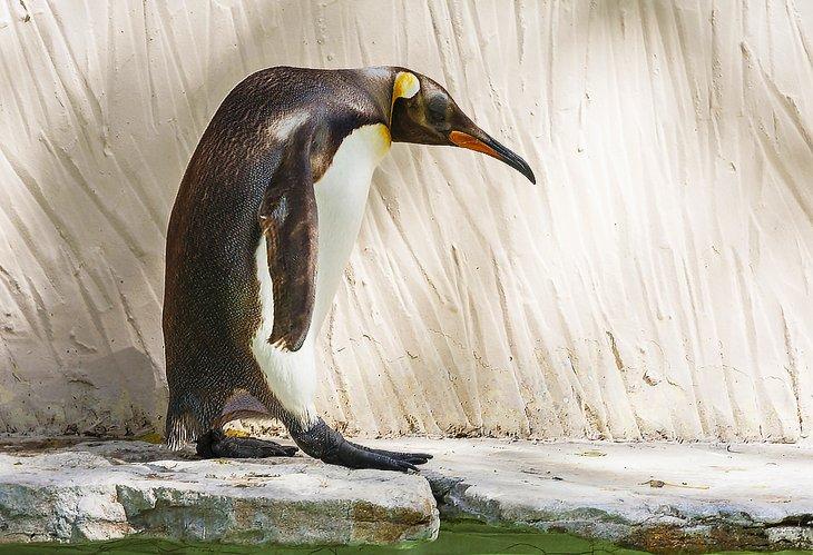Pingüino rey en Birdland, Bourton-on-the-Water