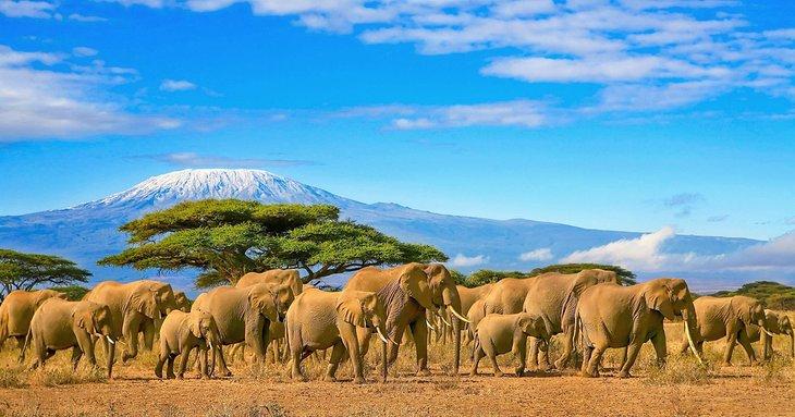 Éléphants devant le Mont Kilimandjaro