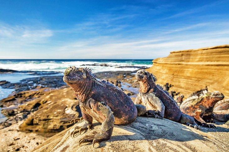 Iguanes marins dans les îles Galápagos